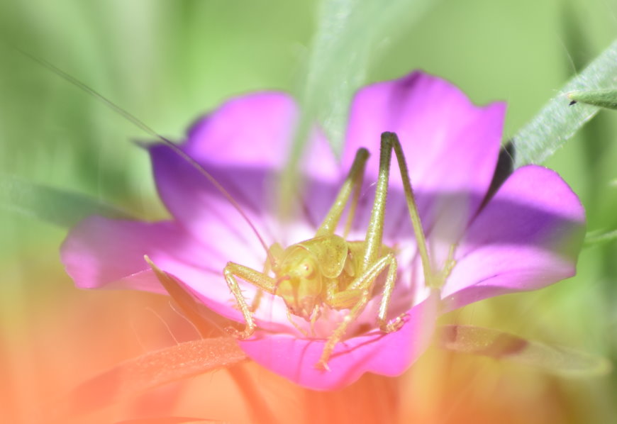 Heupferd in der Blüte einer Kornrade