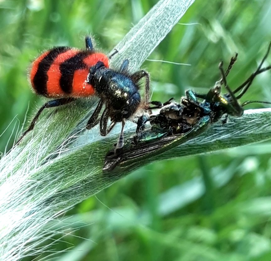 Ein Bienenkäfer und seine Beute - ein Grüner Scheinbockkäfer