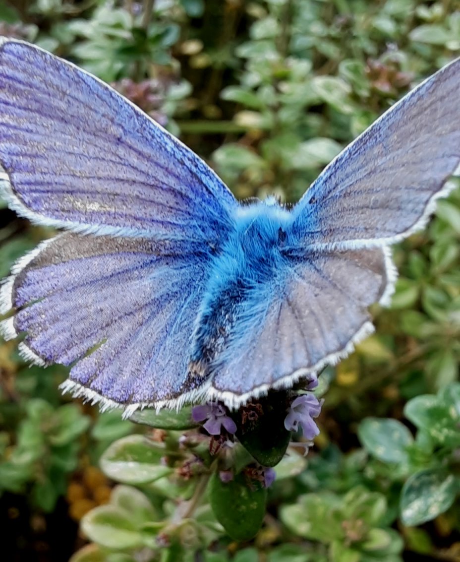 Ein Bläuling auf den Thymian-Blüten