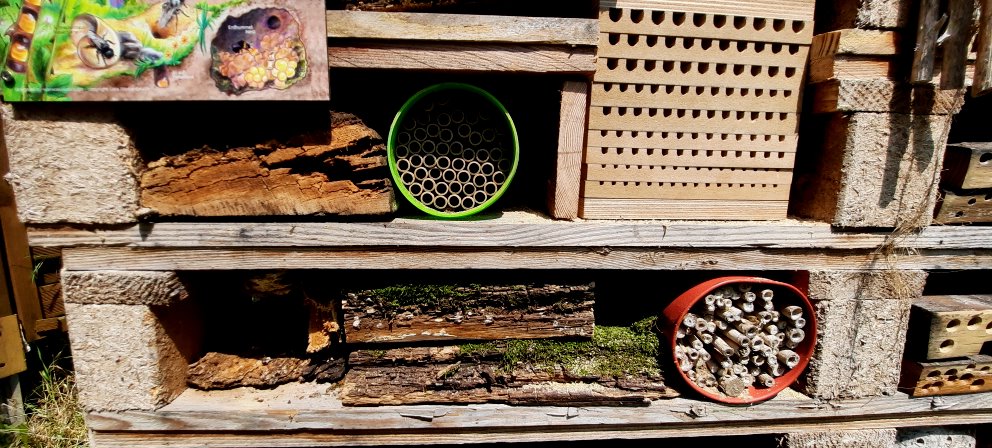 Schaukasten und Totholz