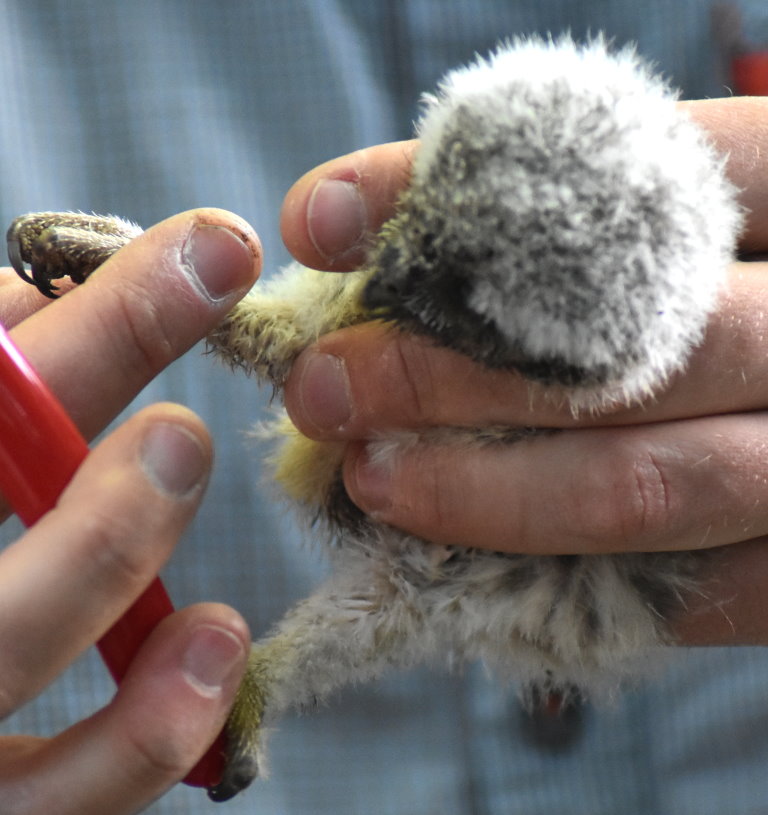 Junger Steinkauz beim Beringen