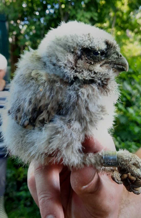 Junger Steinkauz beim Beringen