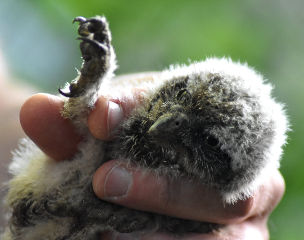Junger Steinkauz beim Beringen - blickt in die Kamera