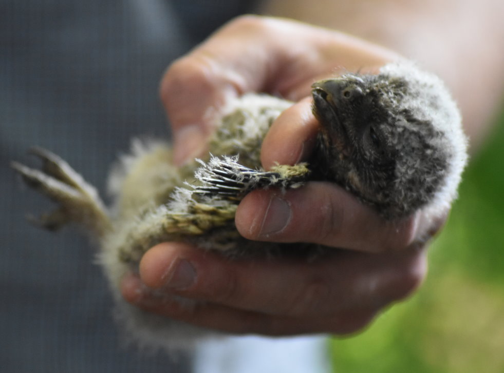 Junger Kauz beim Beringen