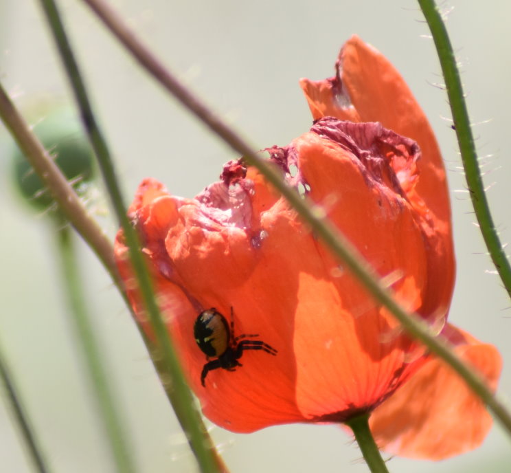 Südliche Glanzkrabbenspinne