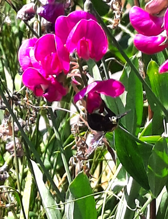 Holzbiene an Breitblättriger Platterbse