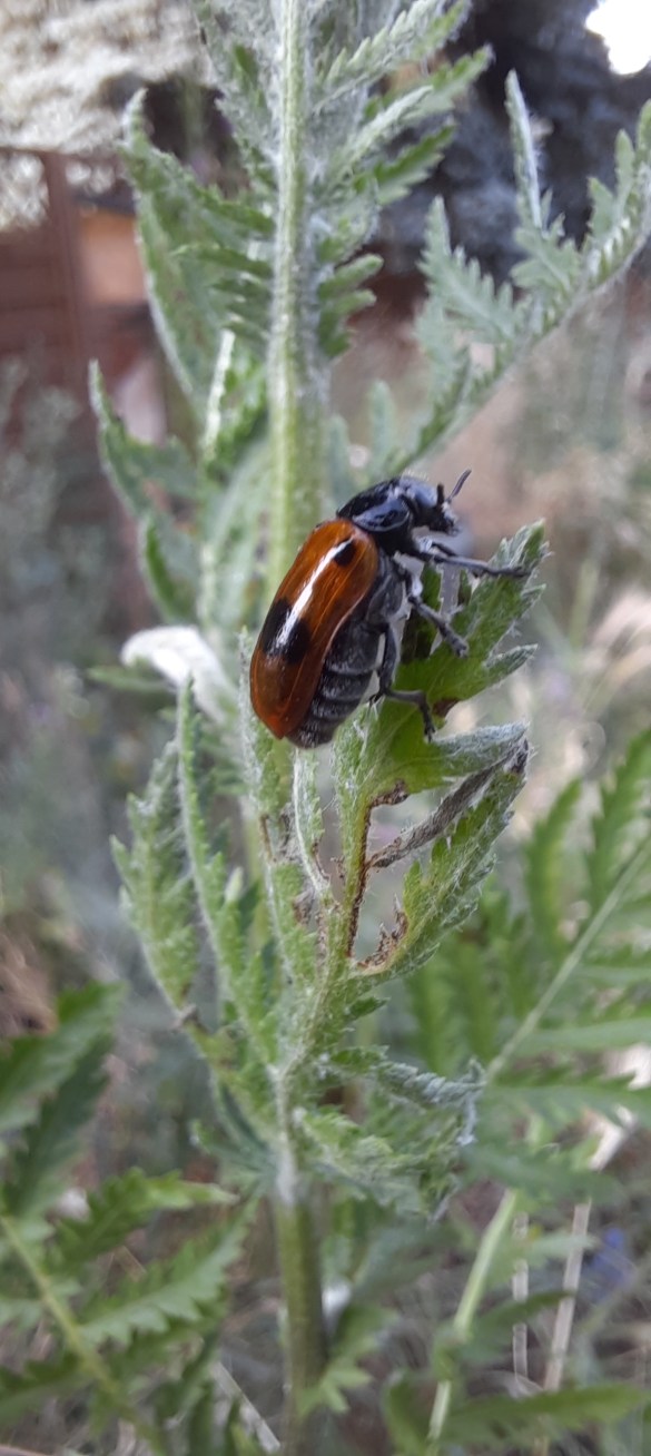 Vierpunkt-Ameisenblattkäfer