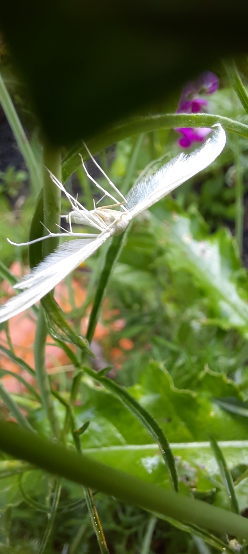 Weiße Winden-Fledermotte
