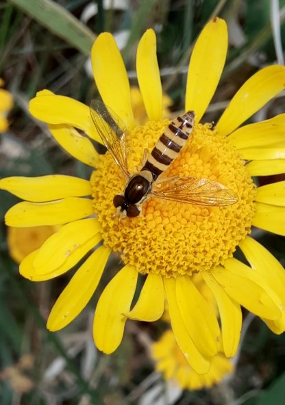 Färberkamille zieht nicht nur Schwebfliegen an