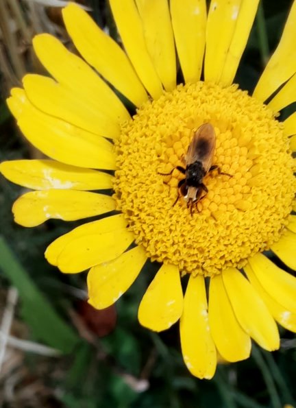 Wildbiene auf Färberkamillen-Blüte