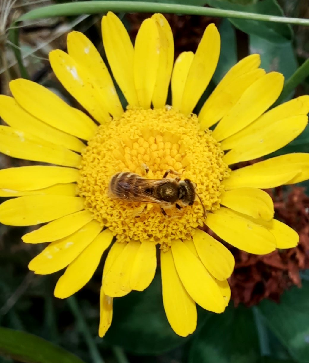 Wildbiene auf Färberkamillen-Blüte