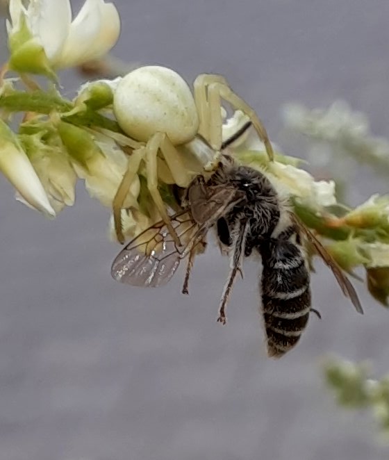 Diese Wildbiene kam der Veränderlichen Krabbenspinne am Weißen Steinklee zu nah...