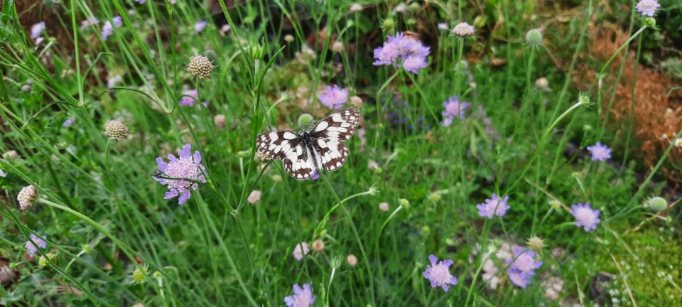 Ein Schachbrettfalter