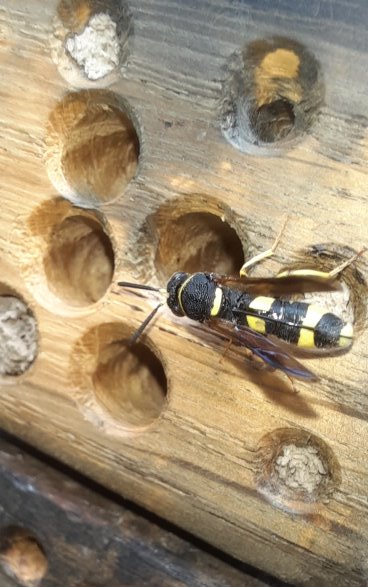 An der Nisthilfe eine Falten-Erzwespe