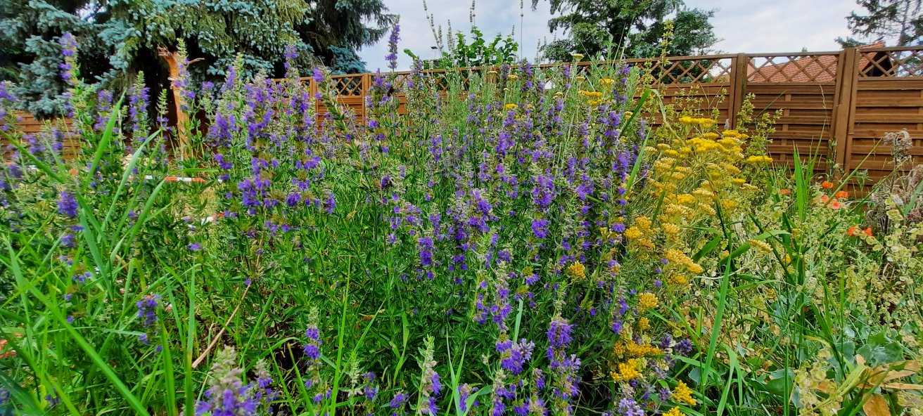 Kräuterspirale blüht