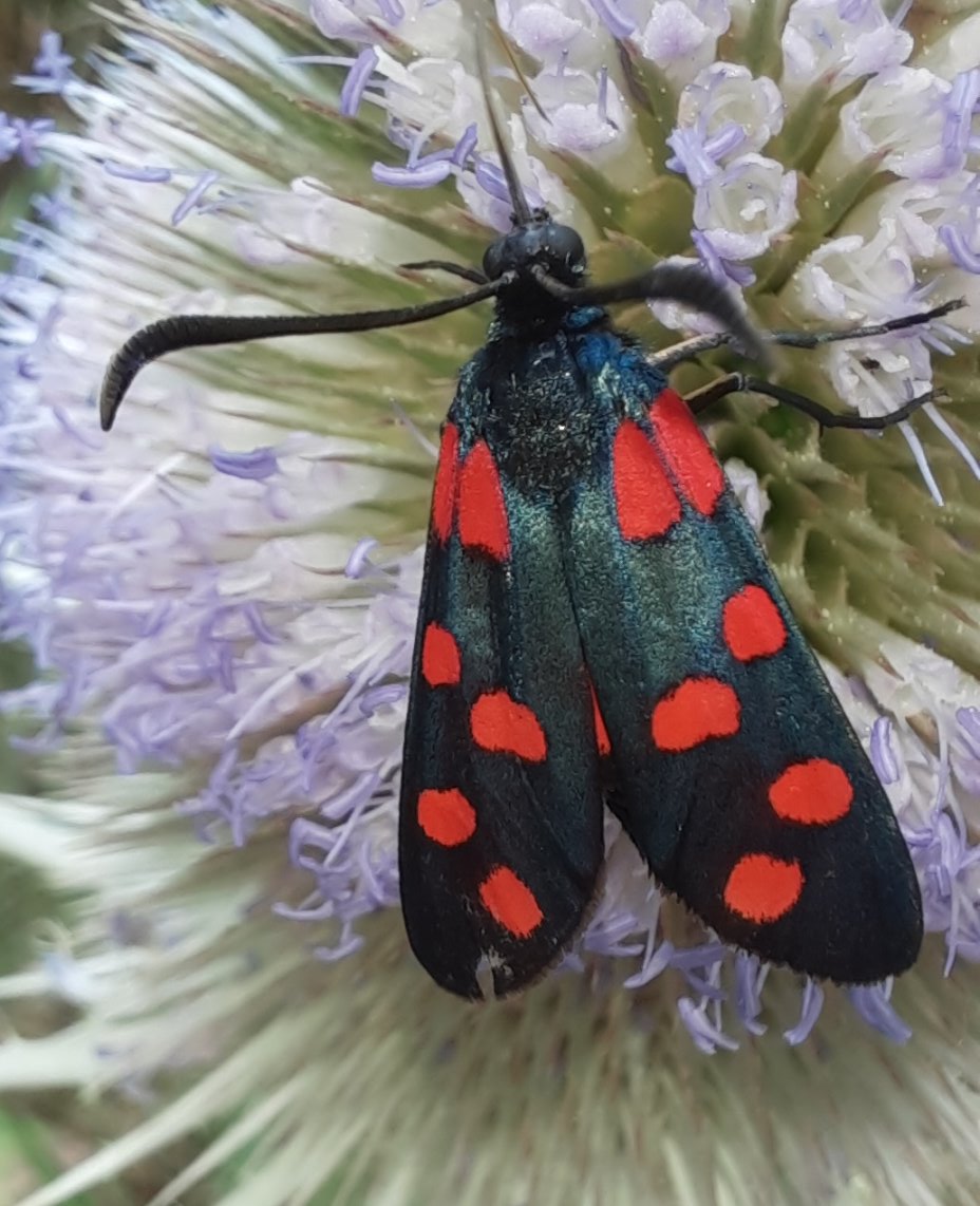 Siebenpunkt-Widderchen