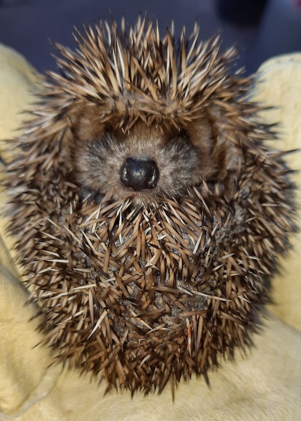 Eingerollter junger Igel