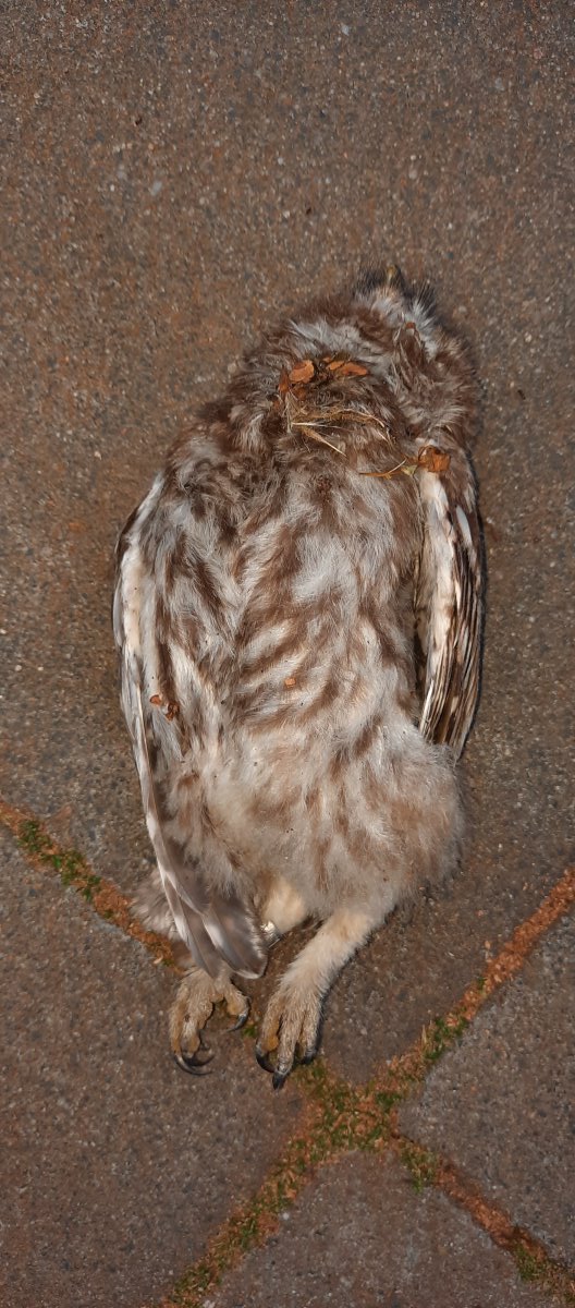 Toter junger Steinkauz