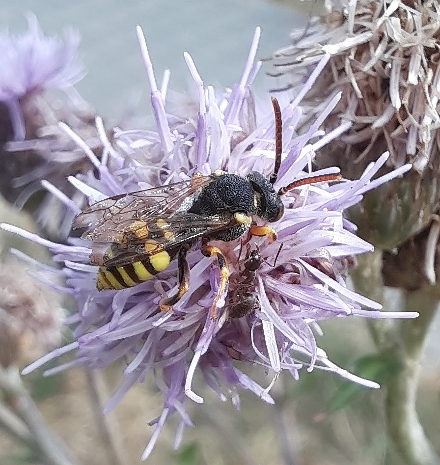 Dies ist eine Binden-Wepsenbiene