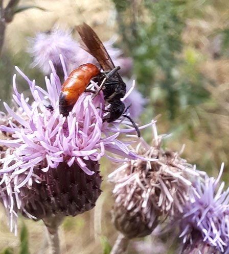 Eine Blutbiene auf Distelblüten