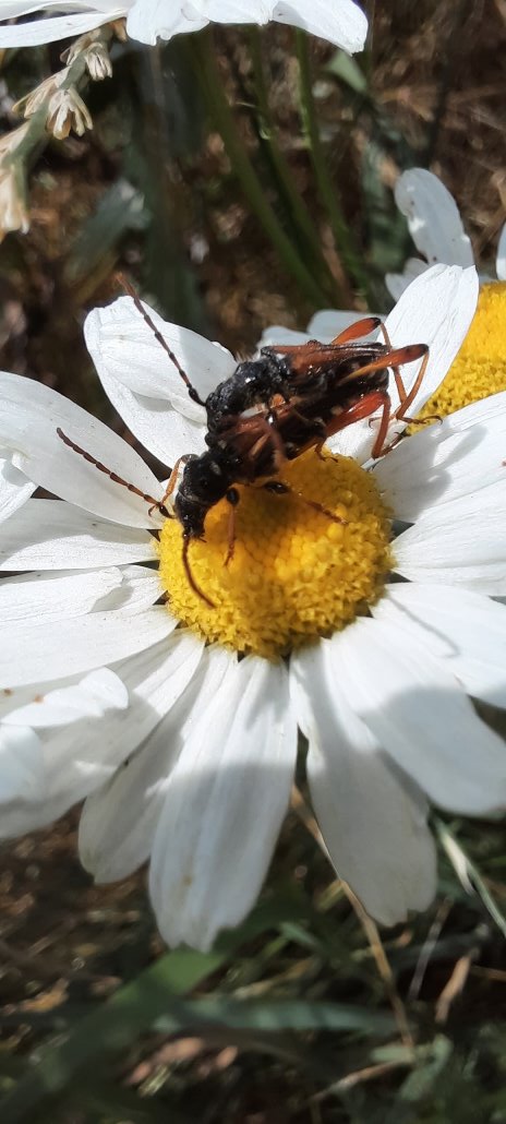Zwei Braunrötliche Spitzdeckenböcke sorgen für Nachwuchs.