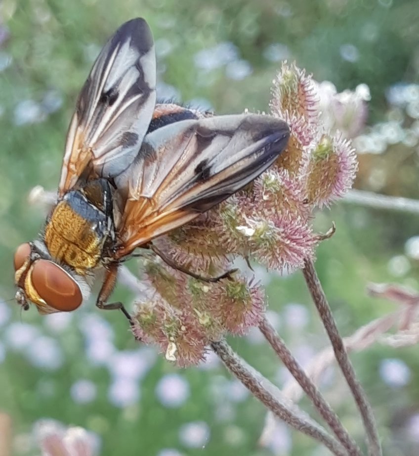 Breitflügelige Raupenfliege