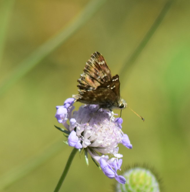 Malven-Dickkopffalter