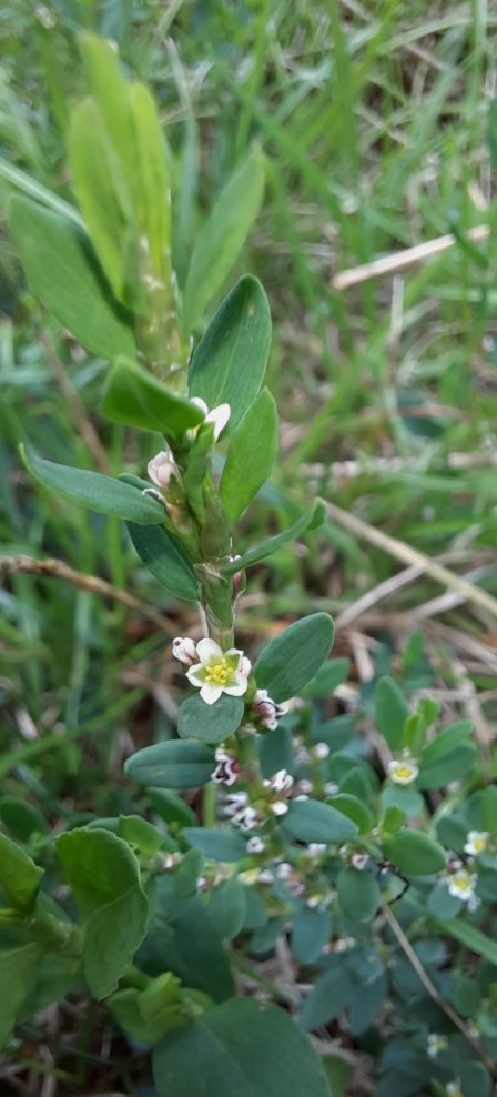 Echter Vogelknöterich