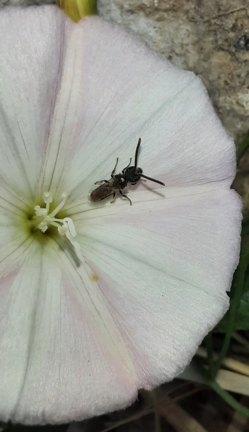 Dunkelgrüne Schmalbiene