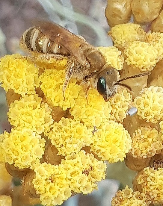 Evtl. eine Goldbraune Furchenbiene