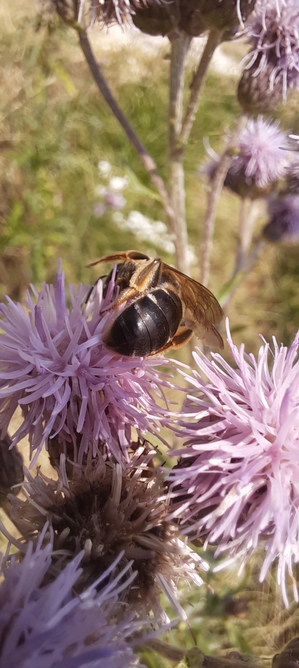 Evtl. eine Rotbeinige Furchenbiene