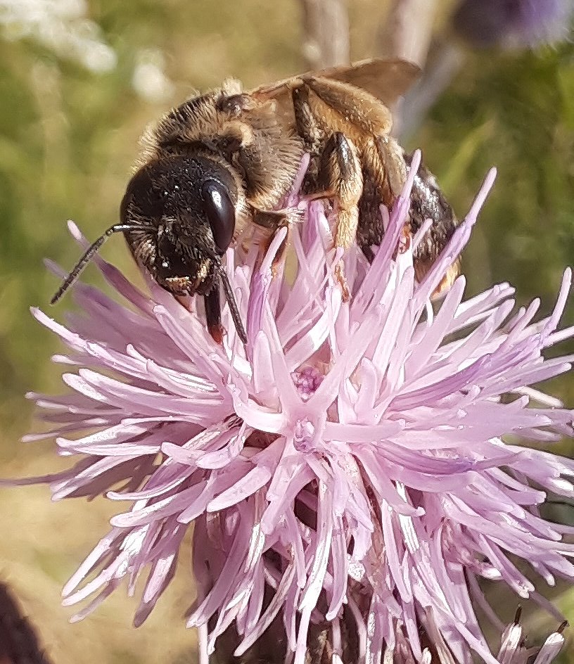 Evtl. Vierbindige Furchenbiene