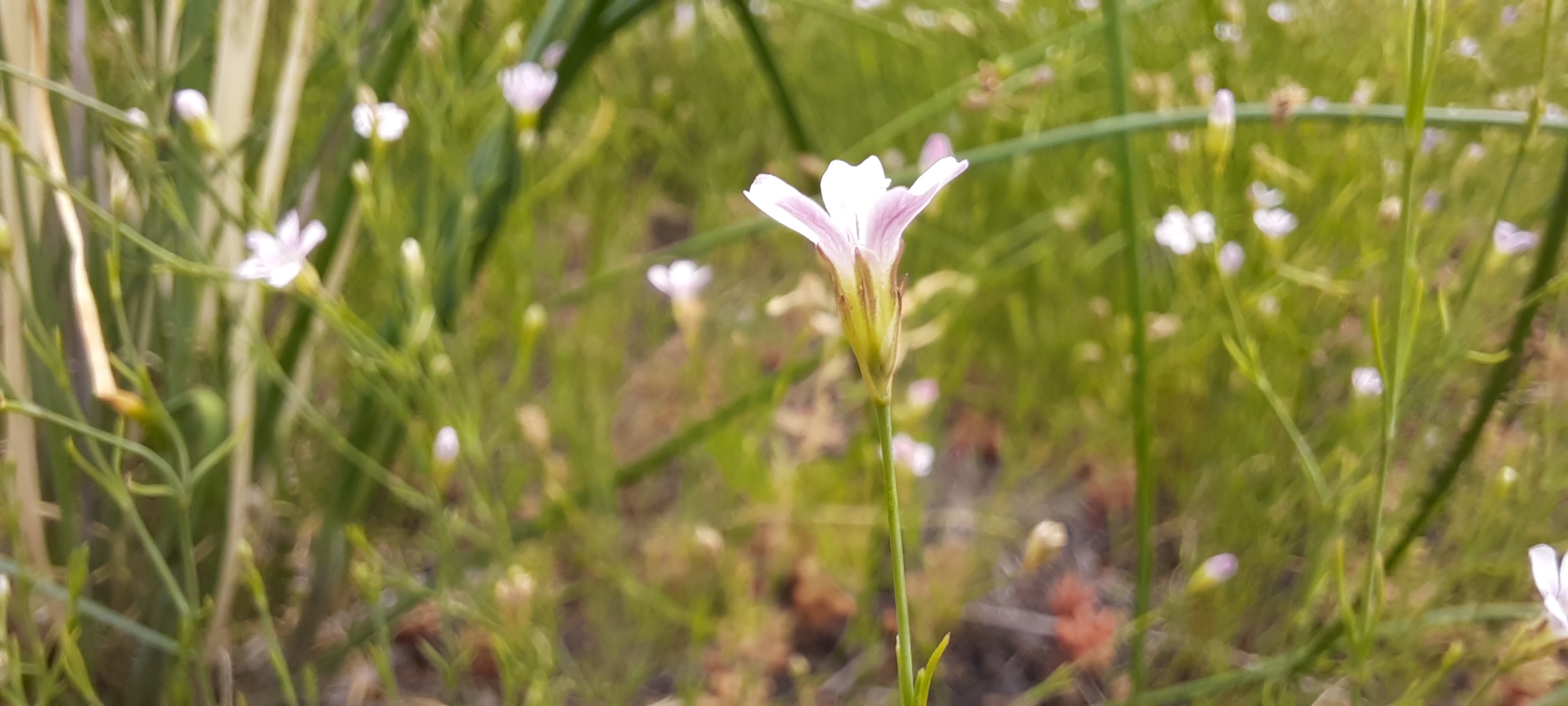 Steinbrech-Felsennelke, blüht auf dem begrünten Dach des Naturhotels.