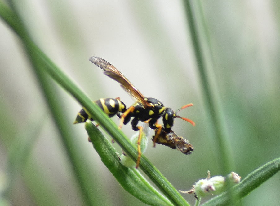 Gallische Feldwespe mit Beute