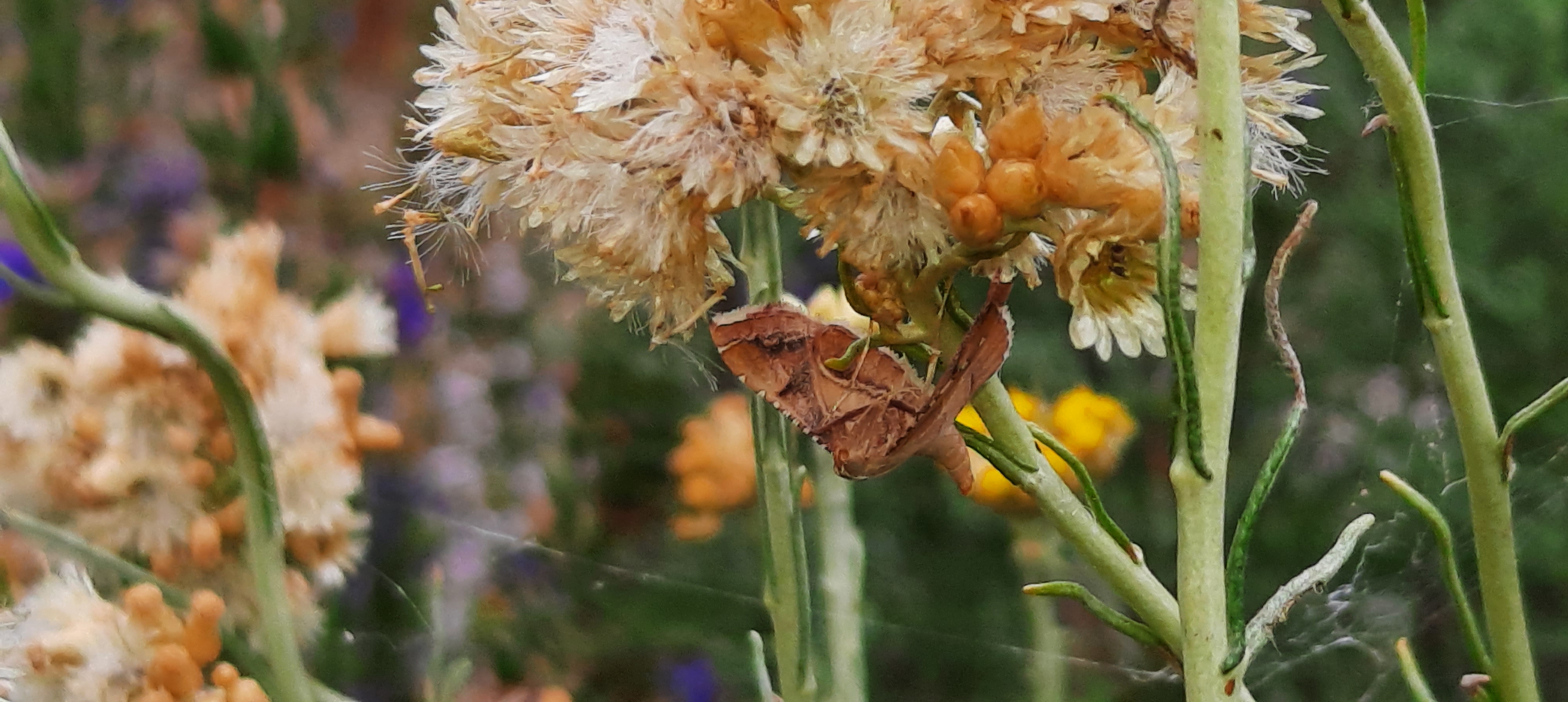 Geflammter Kleinzünsler