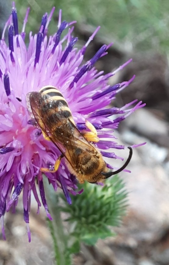 Gelbbindige Furchenbiene