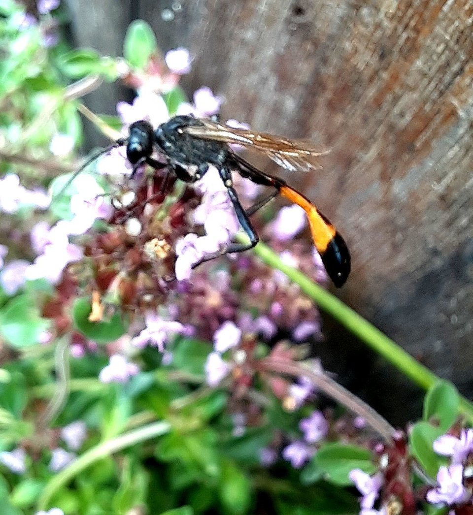 Dies ist eine Sandwespe