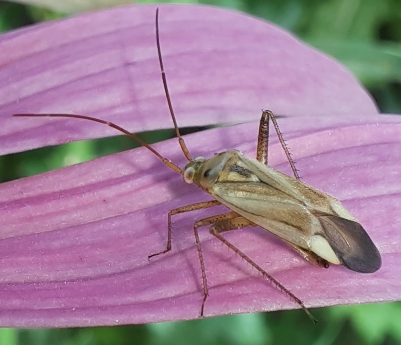 Diese Gemeine Zierwanze sitzt auf den Blütenblättern des ...