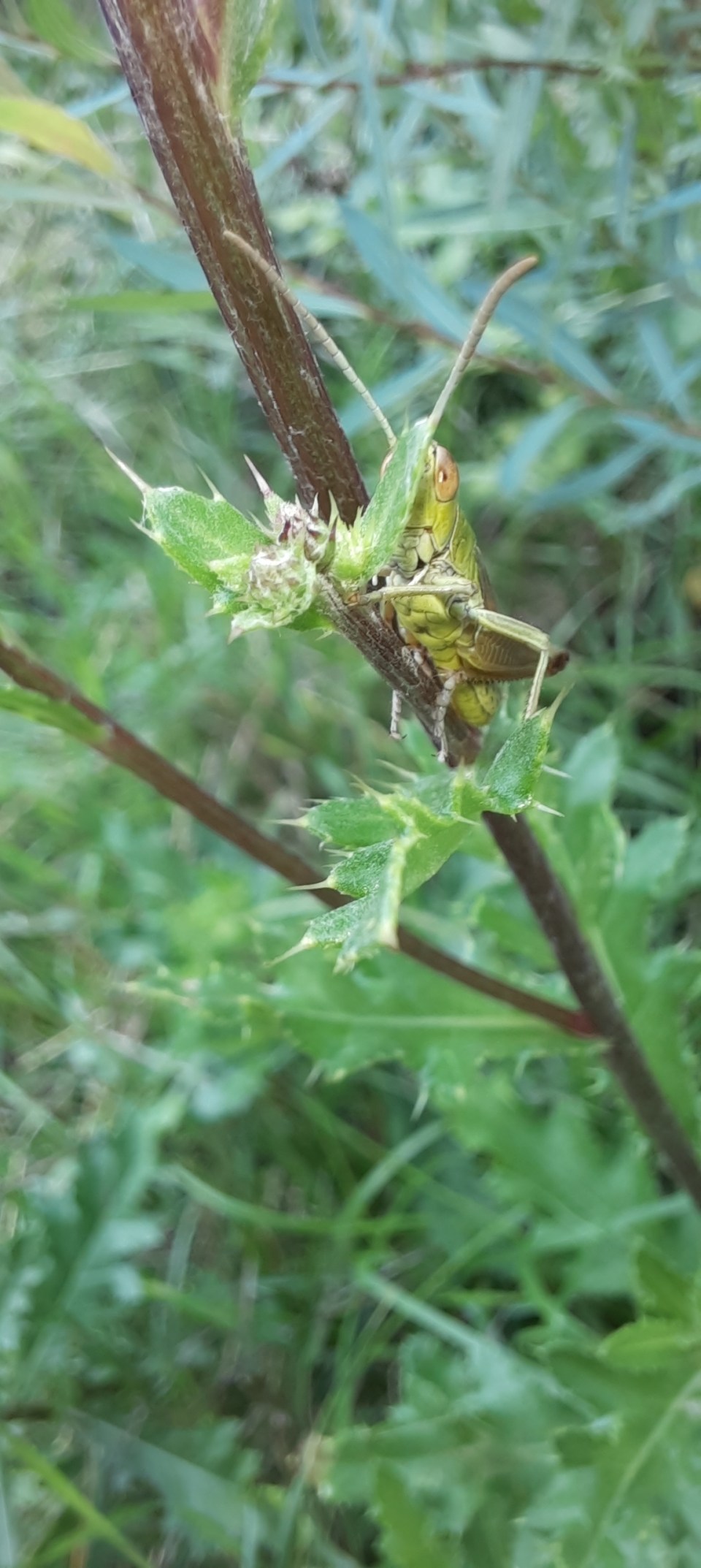 Dieser Gemeine Grashüpfer will nicht so wirklich fotografiert werden...