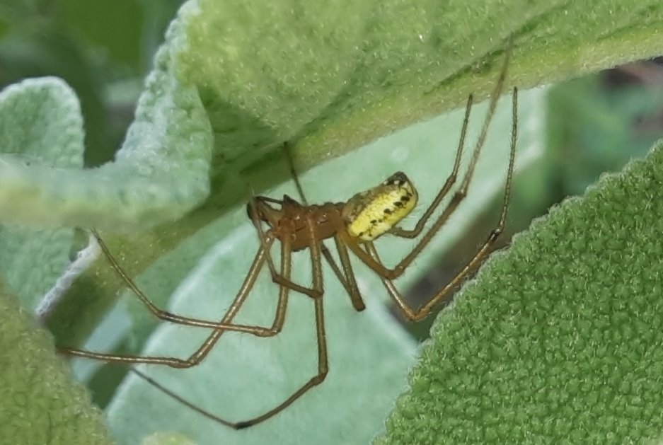 Gewöhnliche Ovalspinne