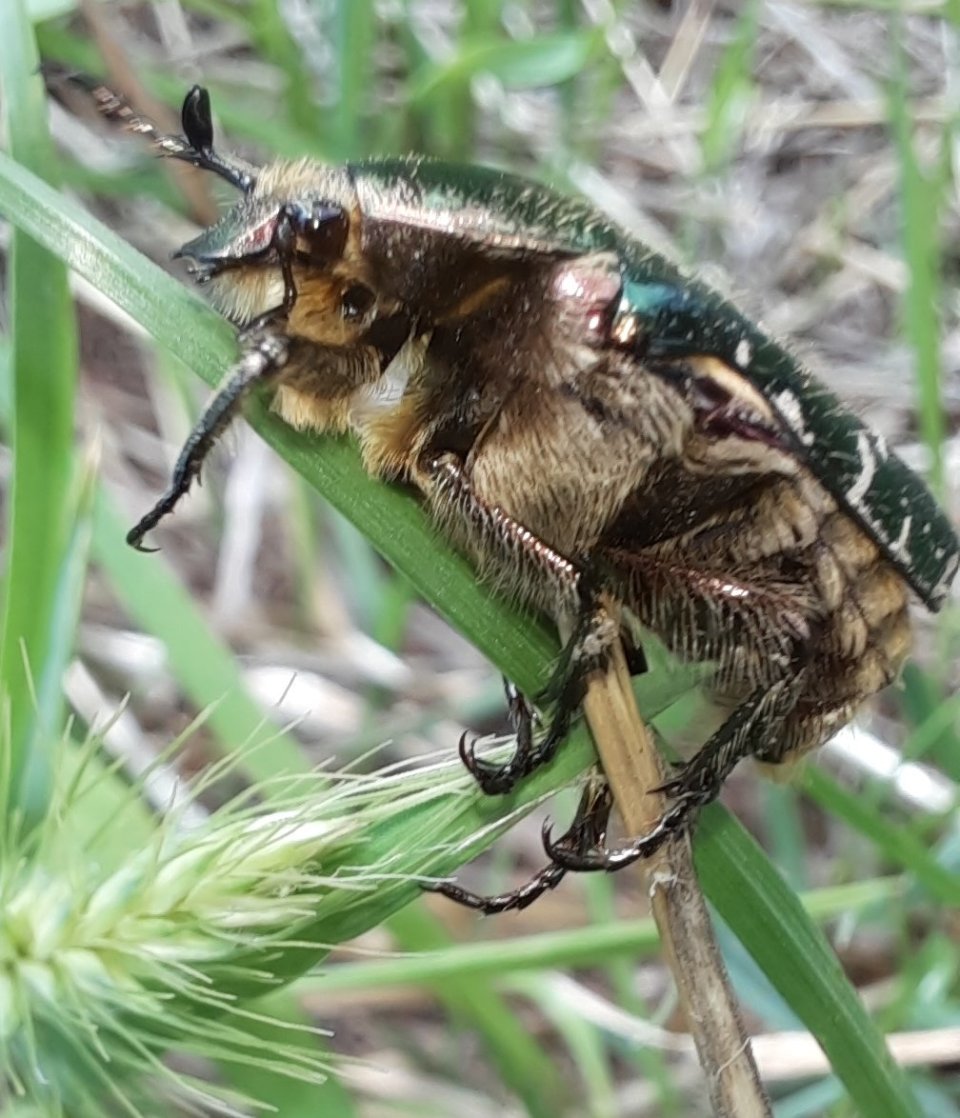 Goldglänzender Rosenkäfer