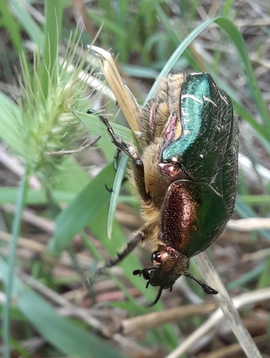 Goldglänzender Rosenkäfer