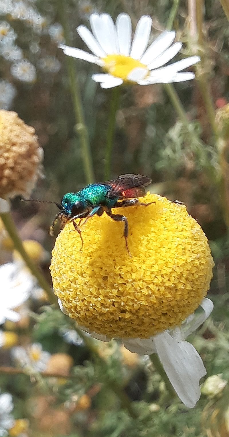 Goldwespe nicht näher bestimmbar