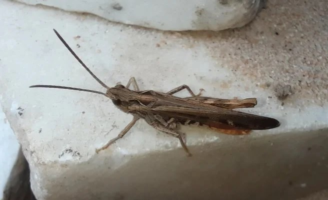 Grashüpfer, unbestimmt