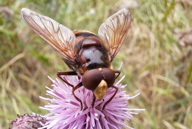 Hornissenschwebfliege