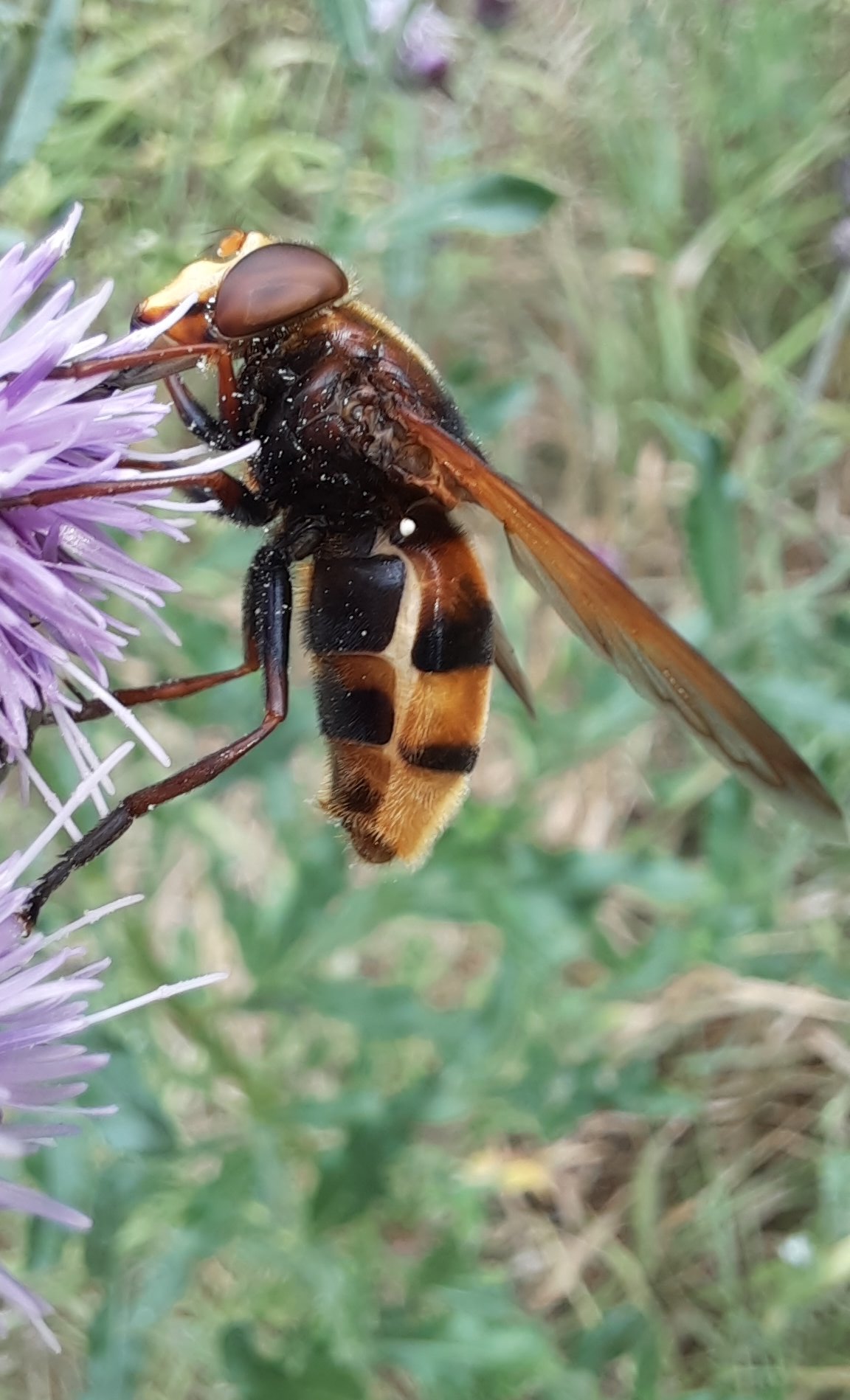 Hornissenschwebfliege