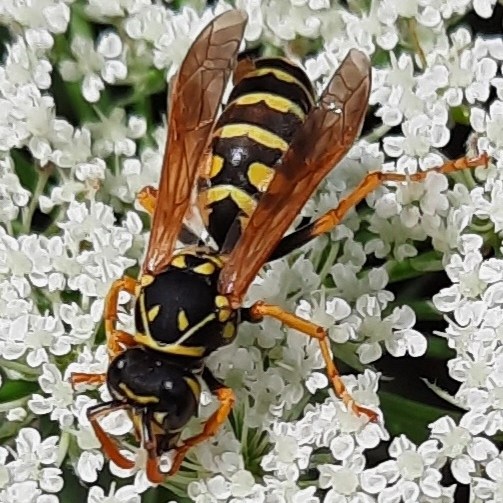 Gallische Feldwespe mit Parasitoid