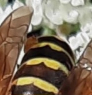 Gallische Feldwespe mit Parasitoid