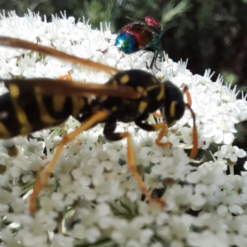 Gallische Feldwespe mit Parasitoid