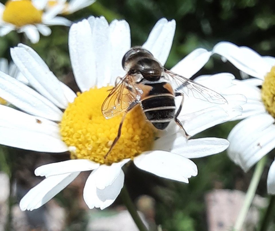 Kleine Keilfleck-Schwebfliege